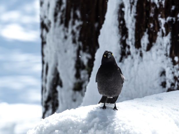 Spring Snow - Australian Photography