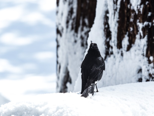 Spring Snow - Australian Photography