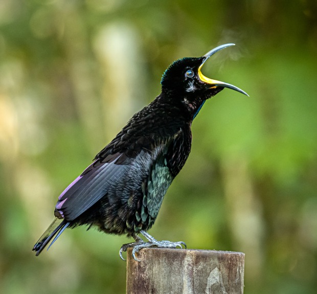 Victorias Riflebird Displaying Australian Photography