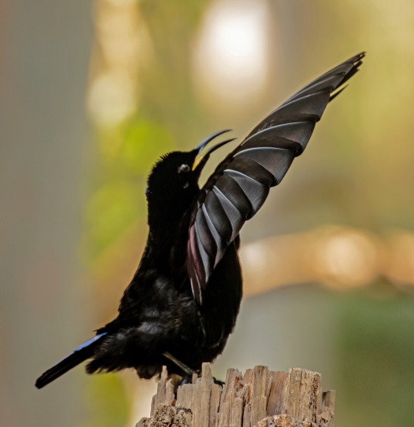 Victorias Riflebird Displaying Australian Photography