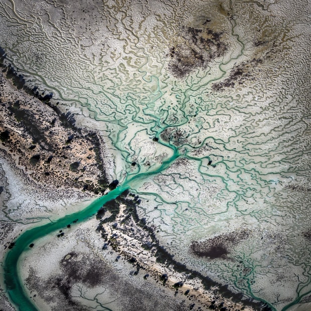 Tree of Life Australian Photography