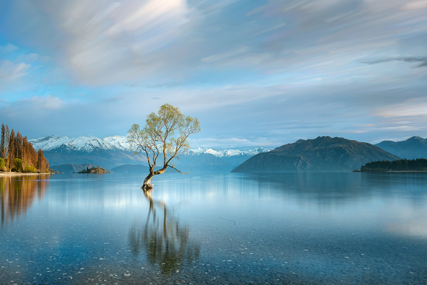 Oh That Spectacular Tree! - The Landscape Awards