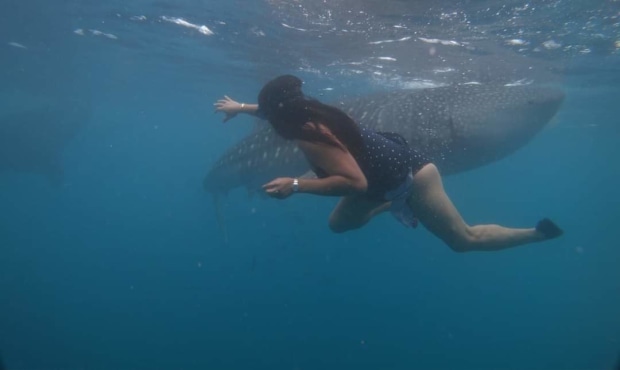 whale shark - The Landscape Awards