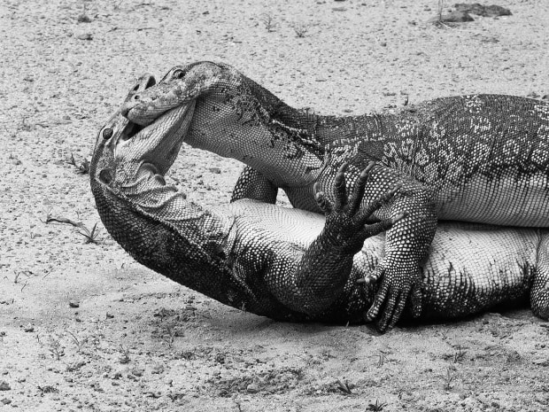 monitor-lizards-fighting-the-mono-awards