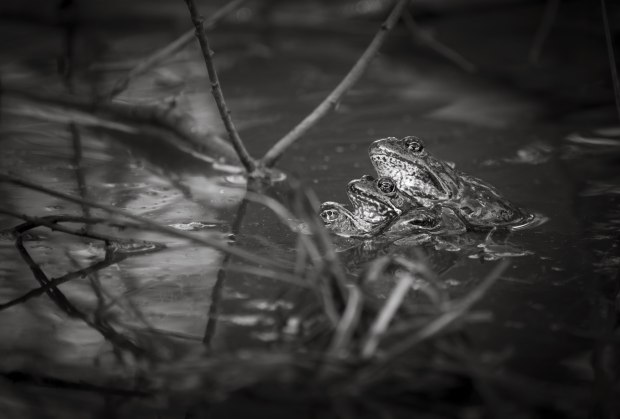 Spring frogs - The Mono Awards