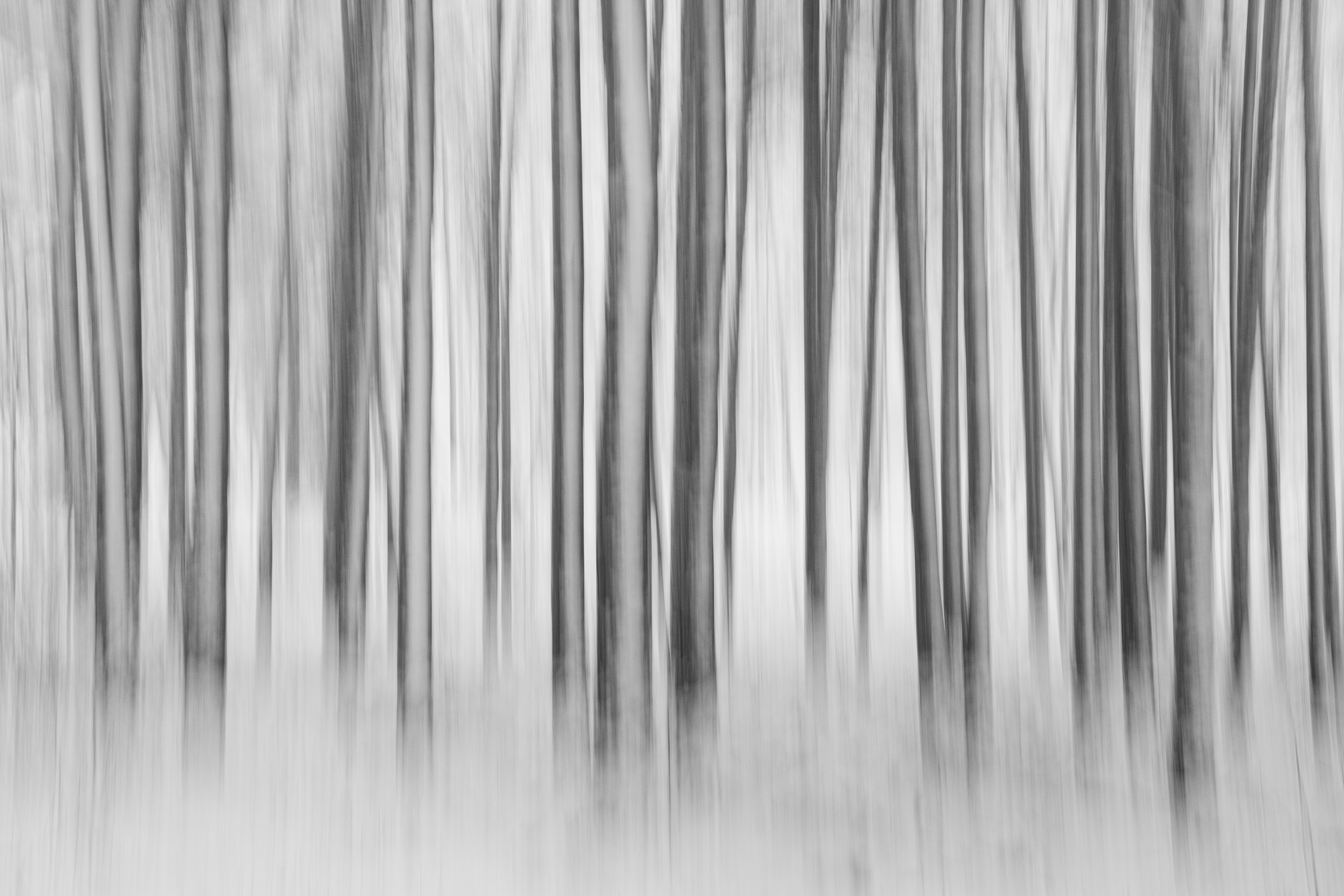 Can't see the forest for the trees by Lily Bernau
