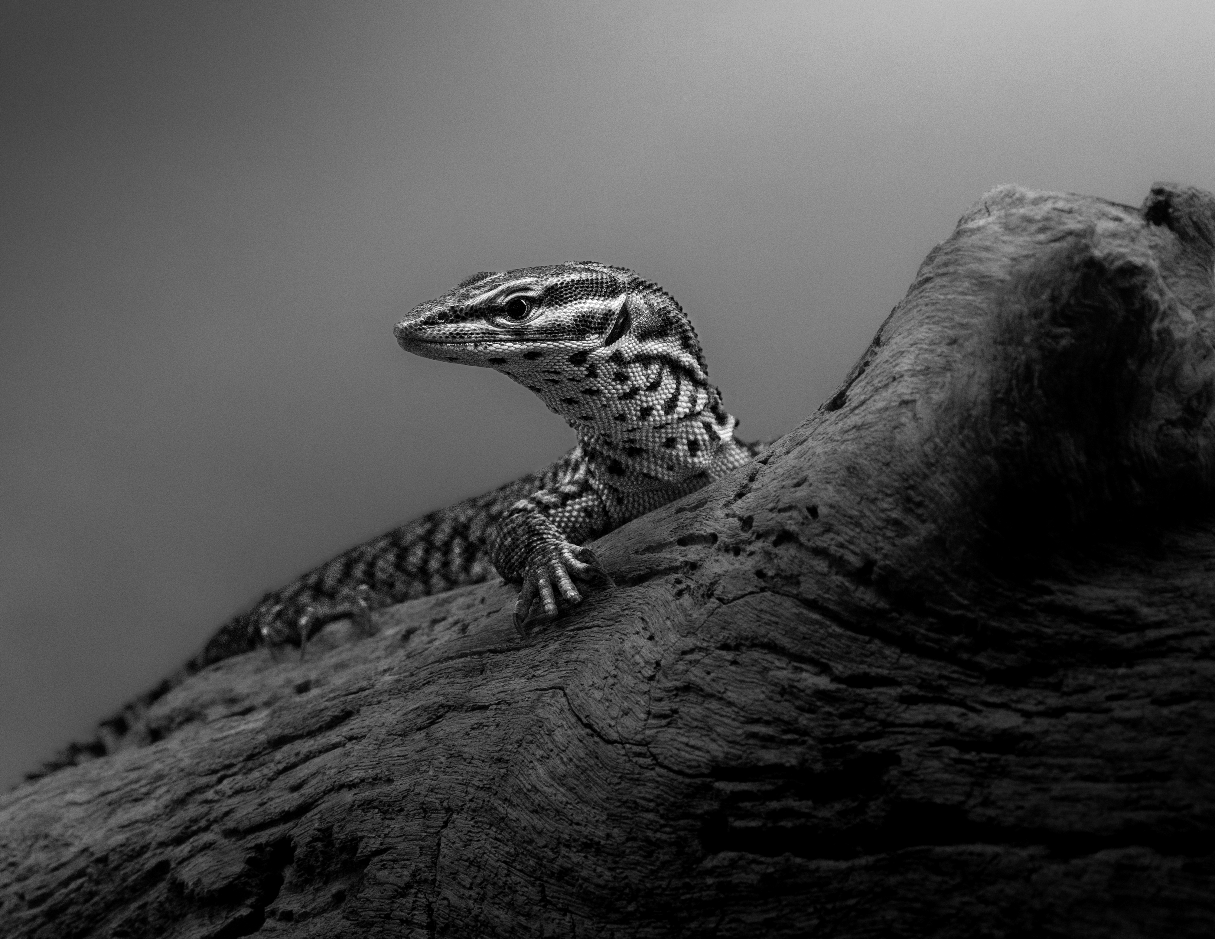 The Silent Vigil by Chandika Kumarage Don