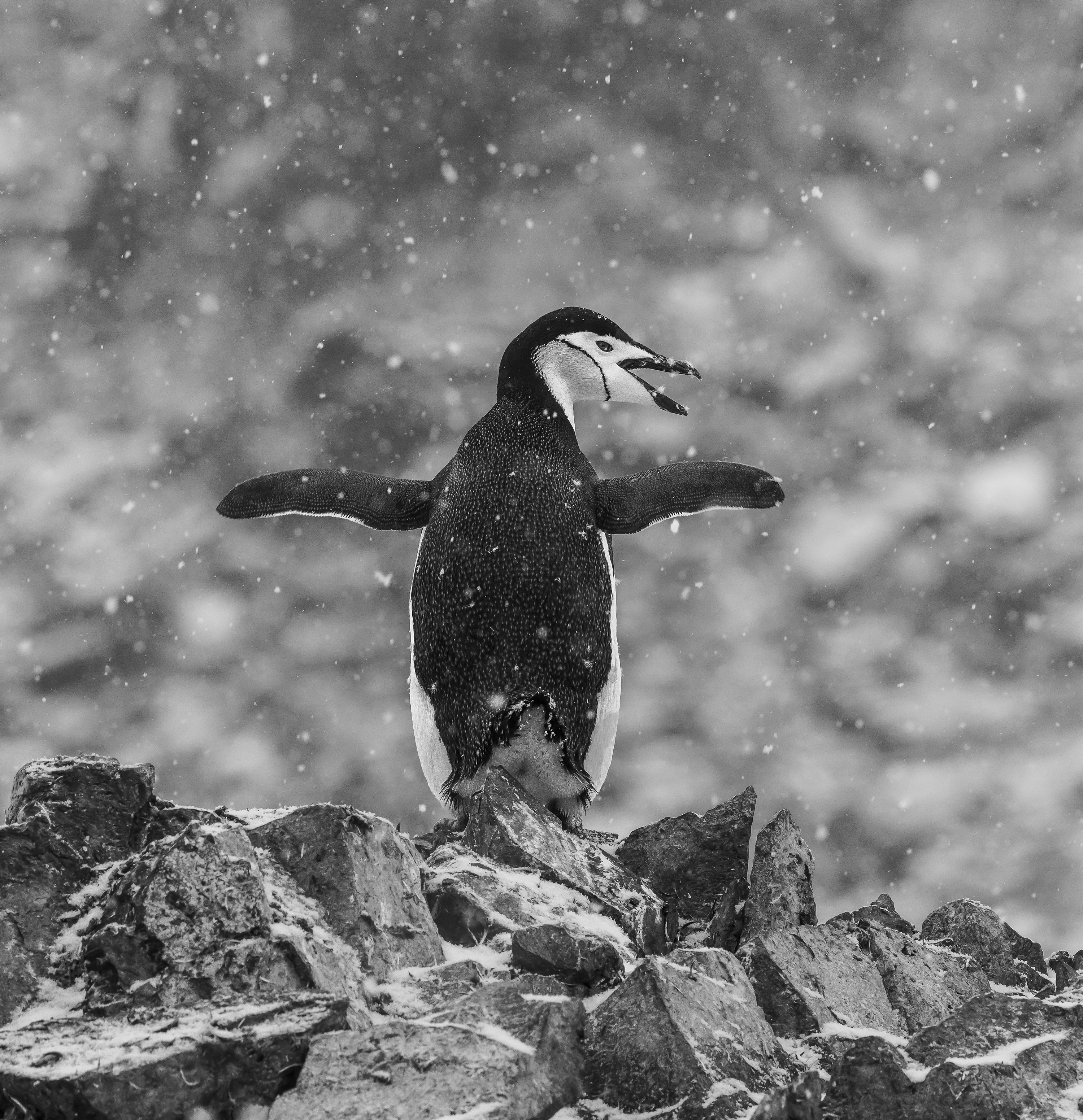Snowflakes for breakfast by Anne Algar