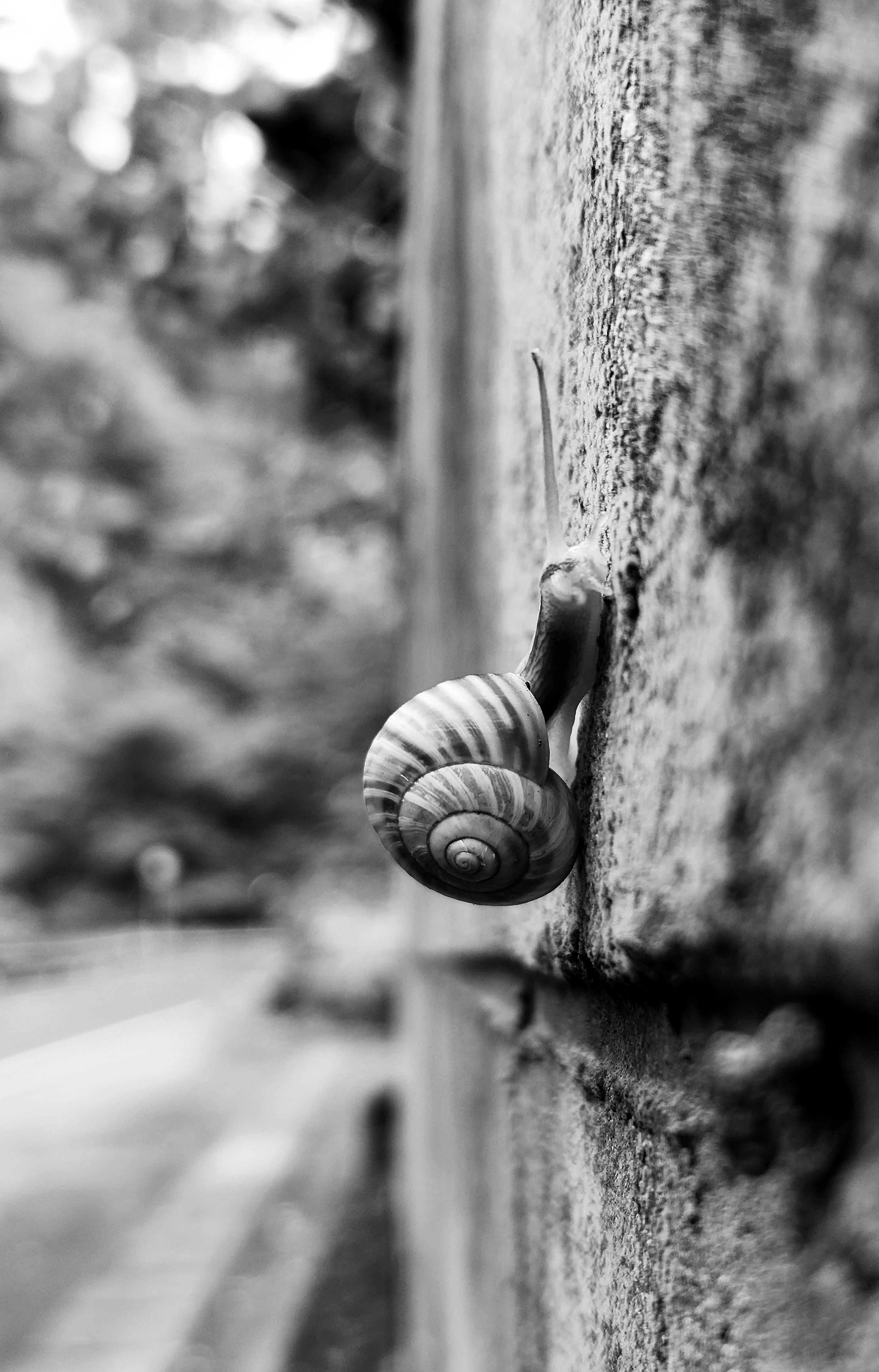 Unexpected Snail by Nikki Passchier
