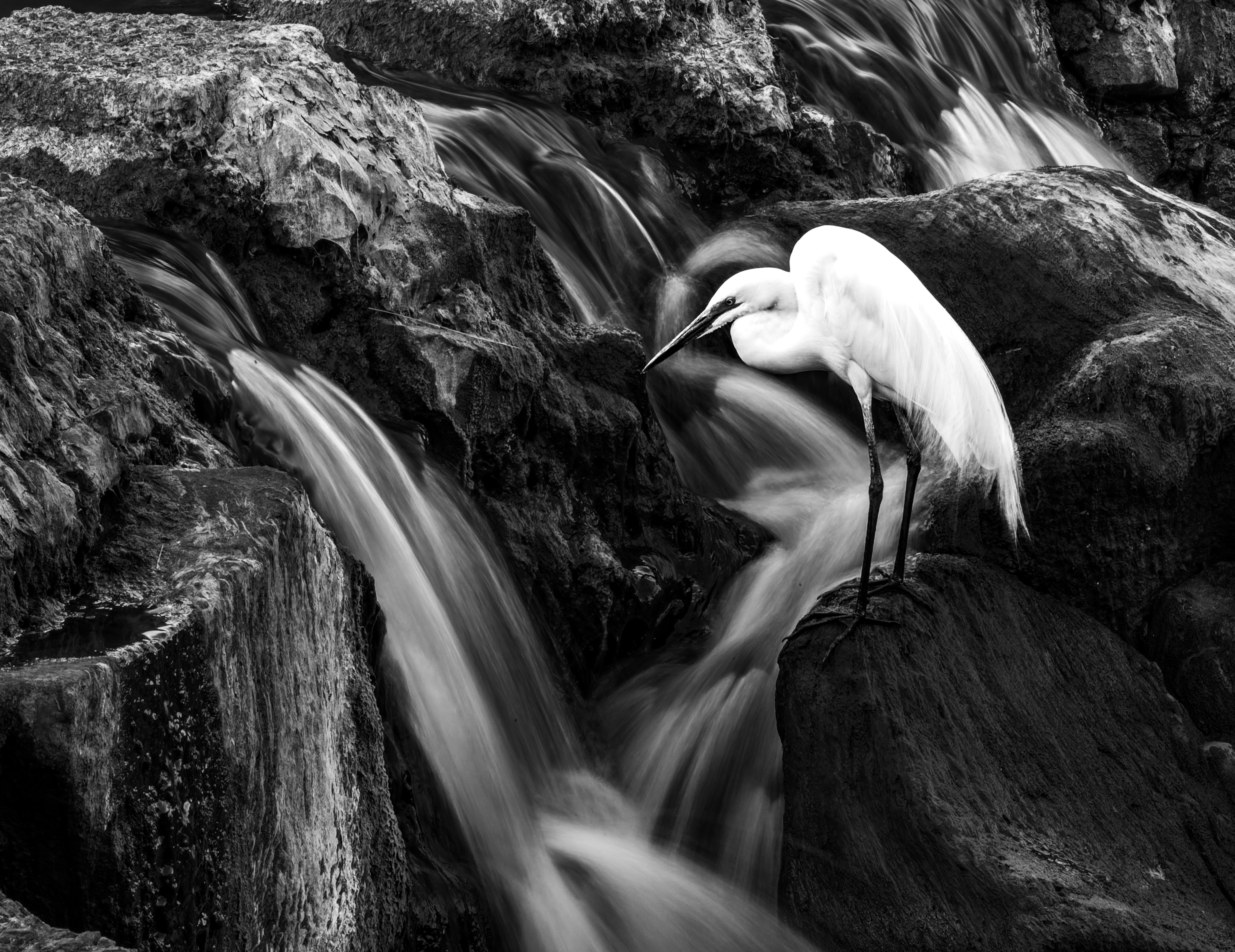 The Hungry Egret by Robert Hallett