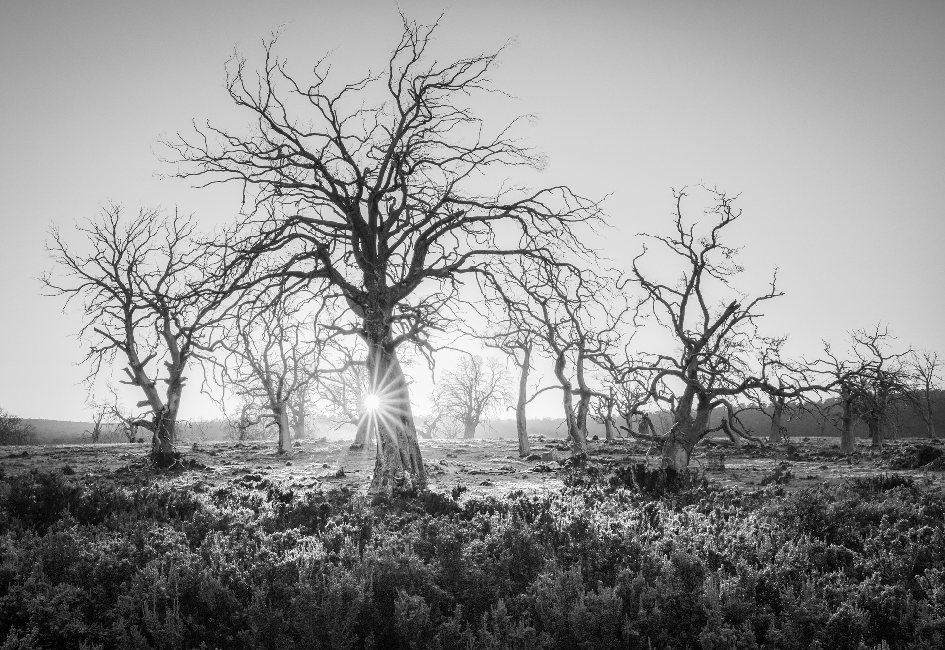 Tendril by Ben Alldridge