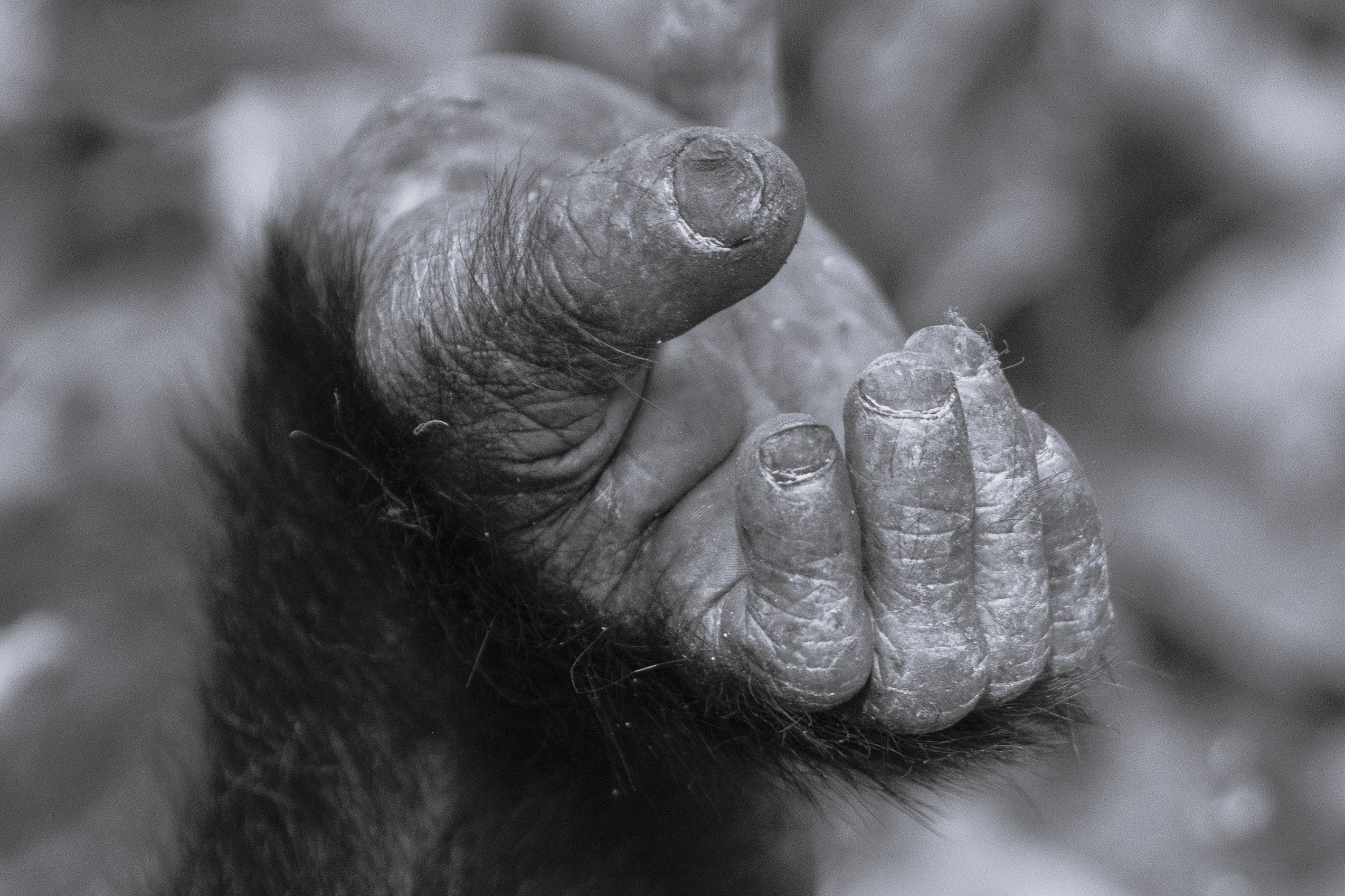 Almost Human by Lyndelle Connor