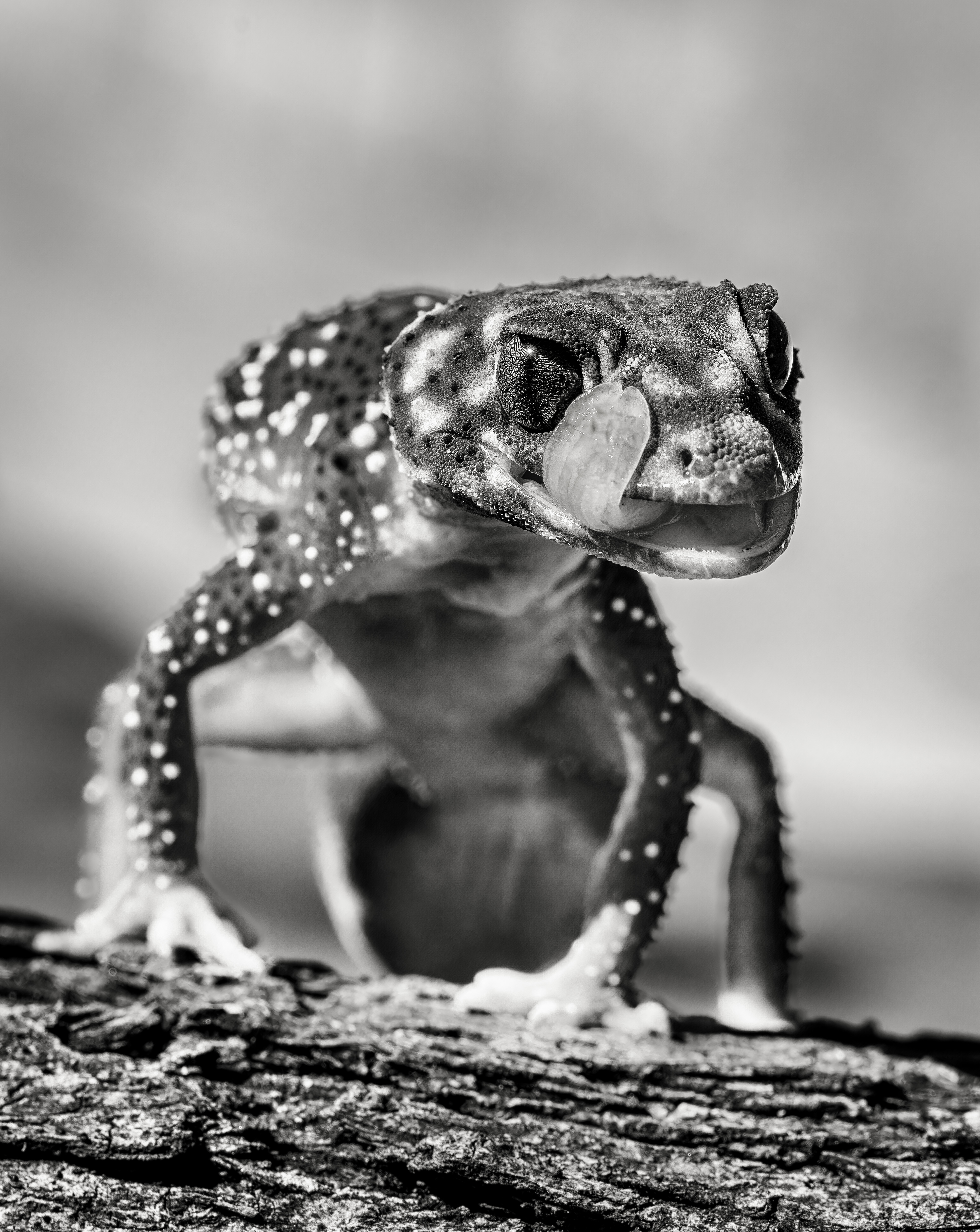 Woodpile Resident by Alun Powell