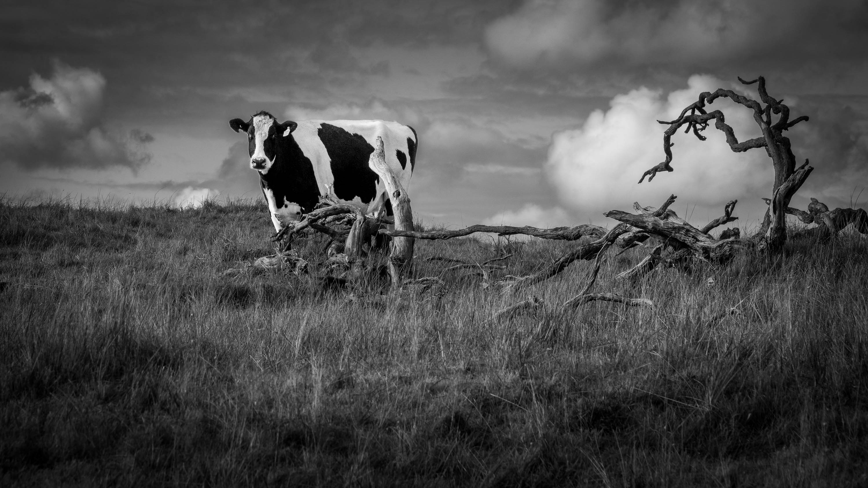 The Last Fence by Chandika Kumarage Don