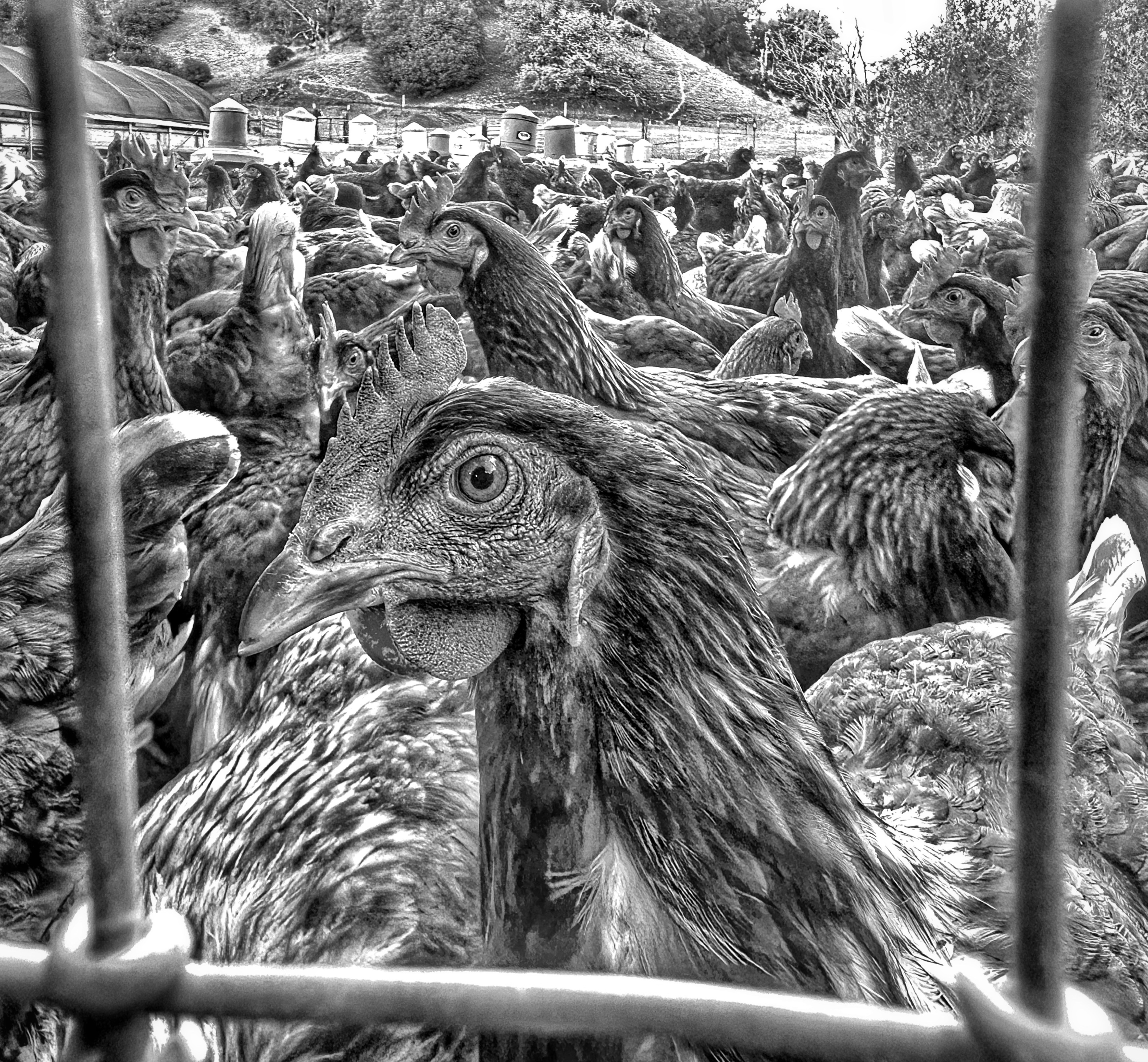 Chickens-Free Range by Patrice Ryan