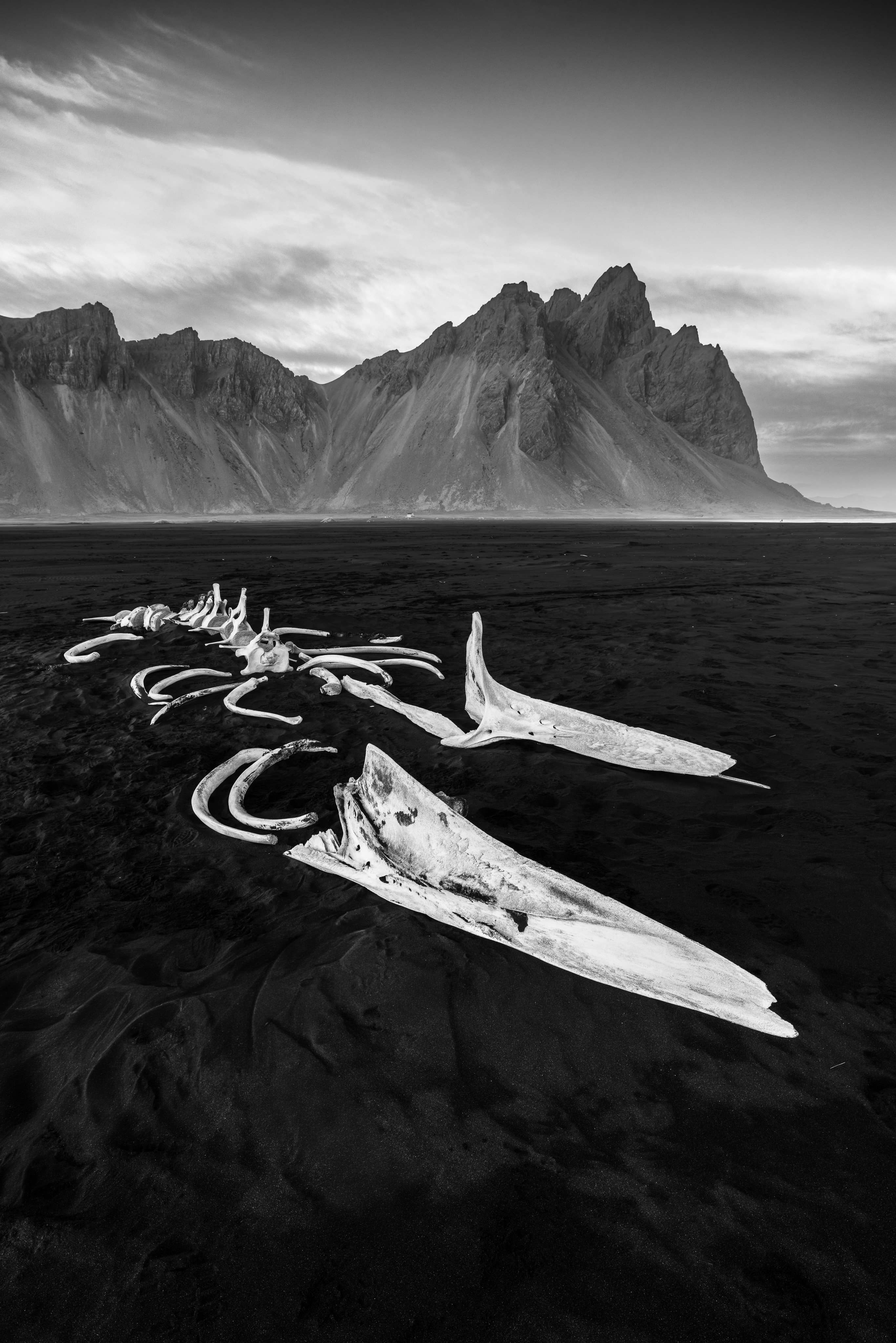 Beached by Shane Morris