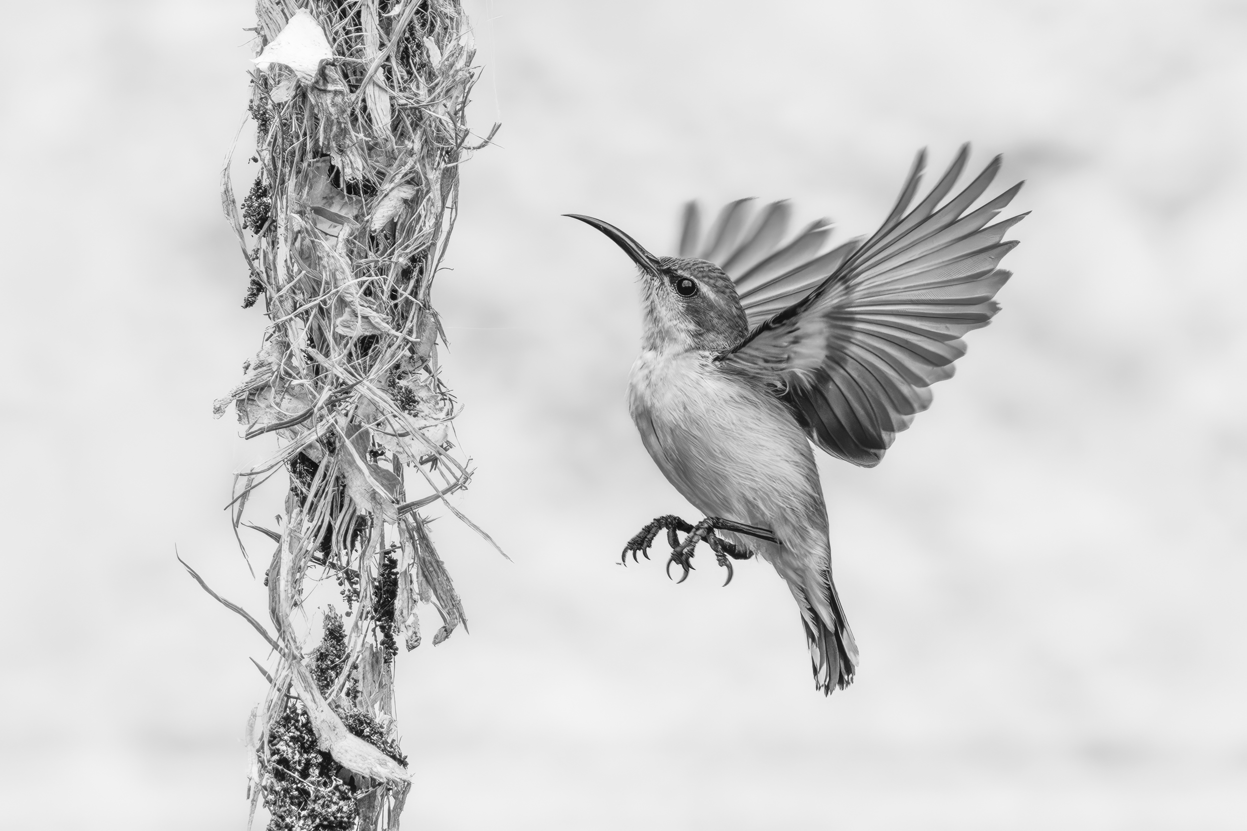 Olive backed sunbird building its nest by Janice Terrill