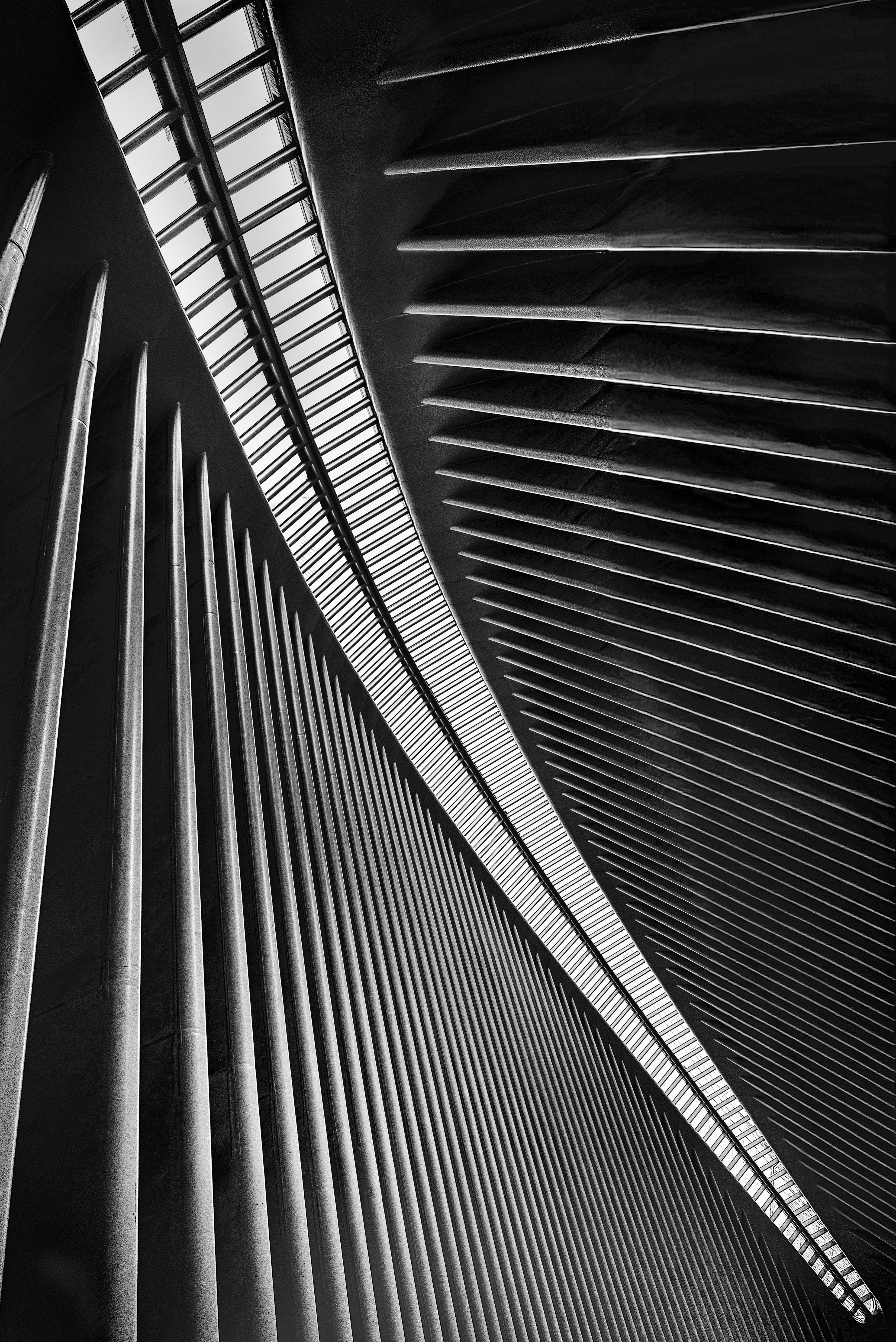 The Spine by Louise Hollands