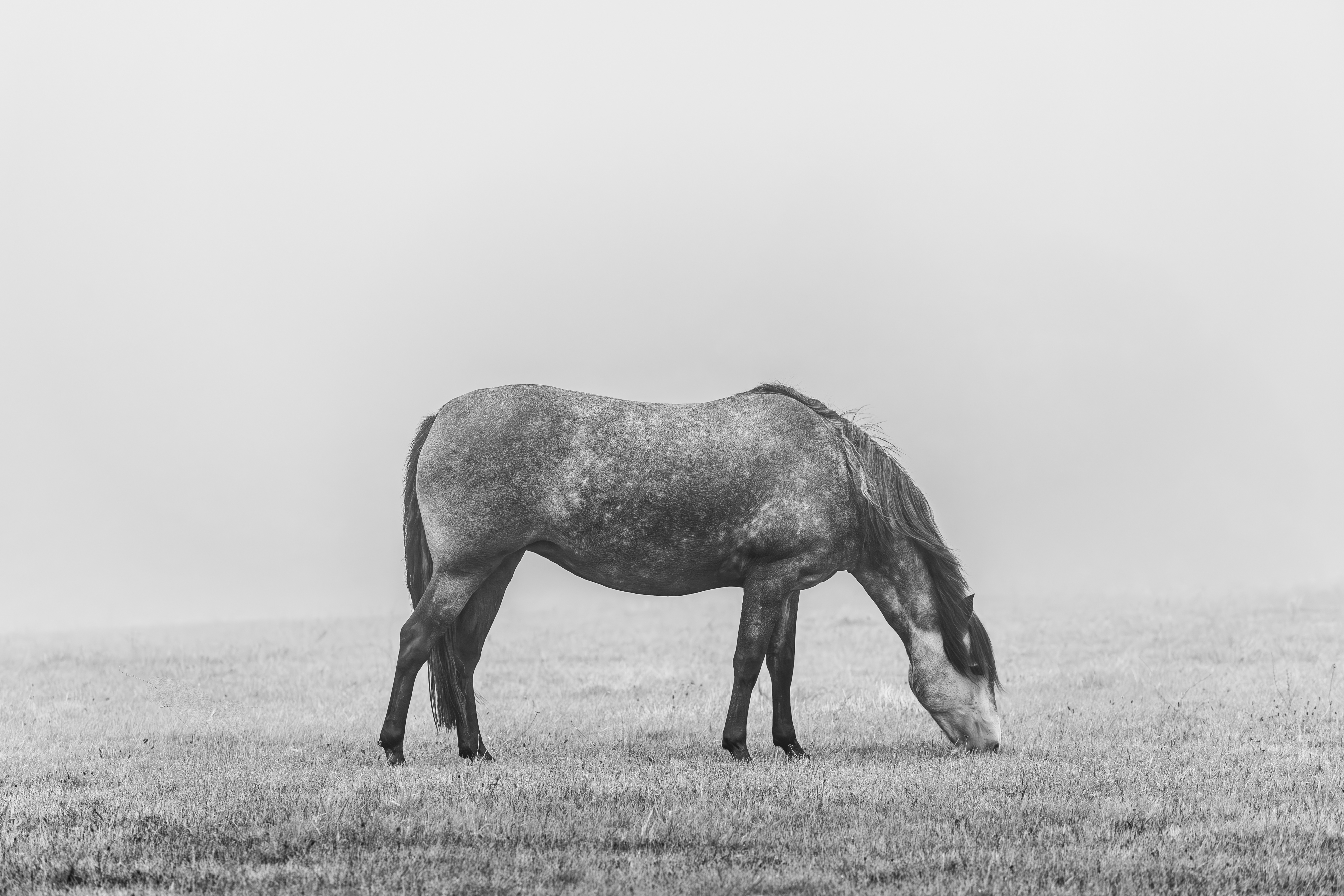 Free Spirit by Leanne Riggs
