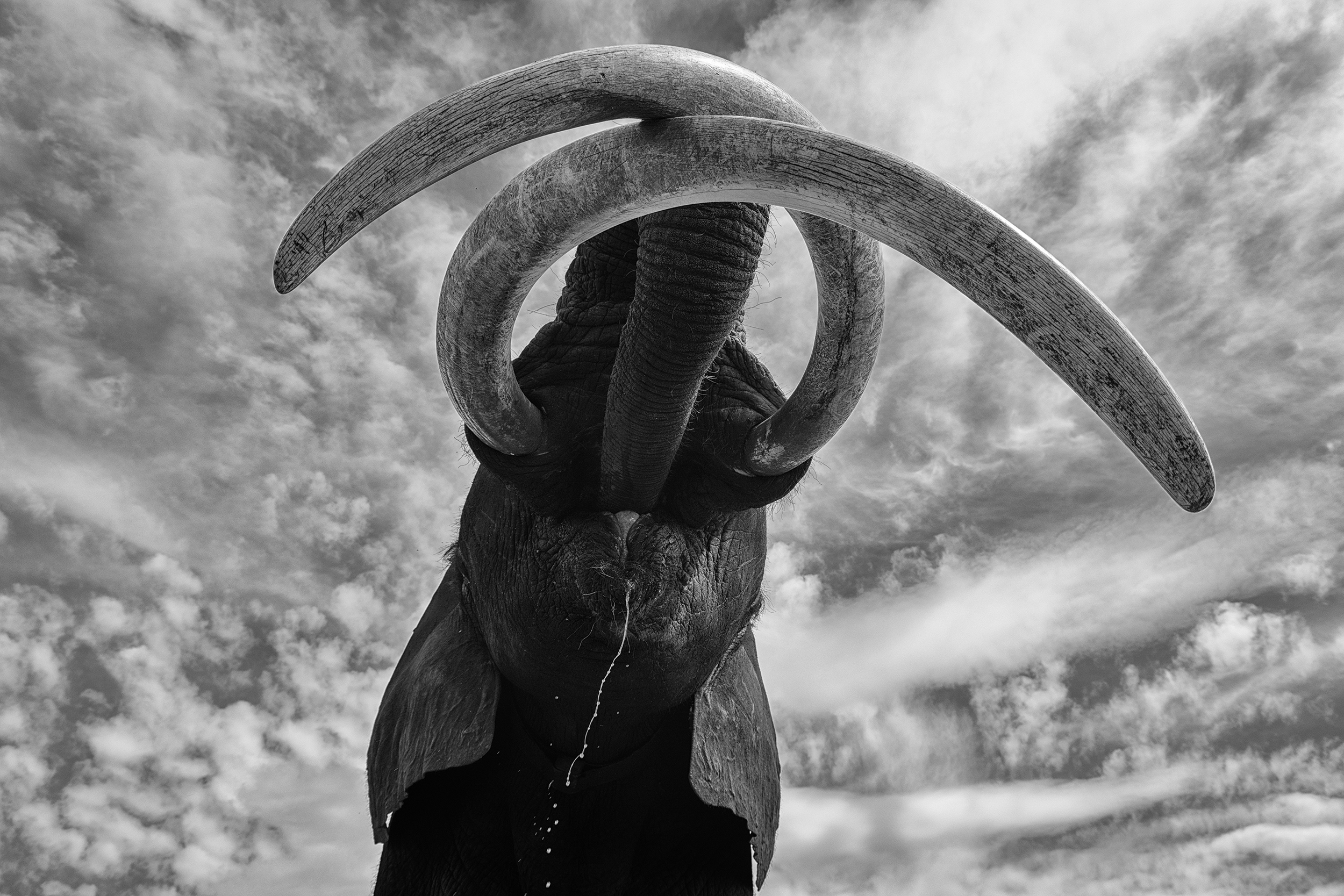 Mammoths come from Africa by George Dian Balan
