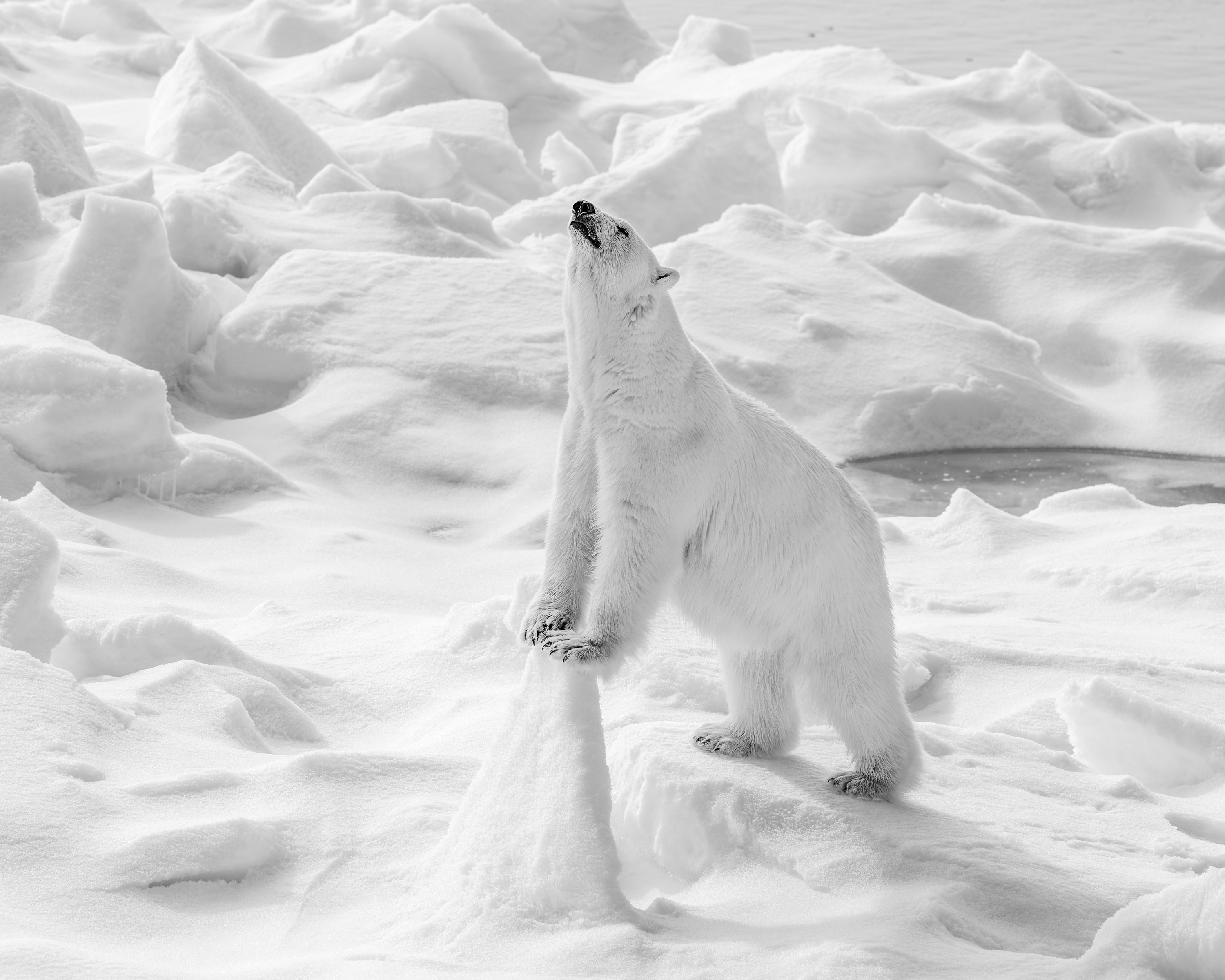 Sniffing for Prey by Leanne Silver