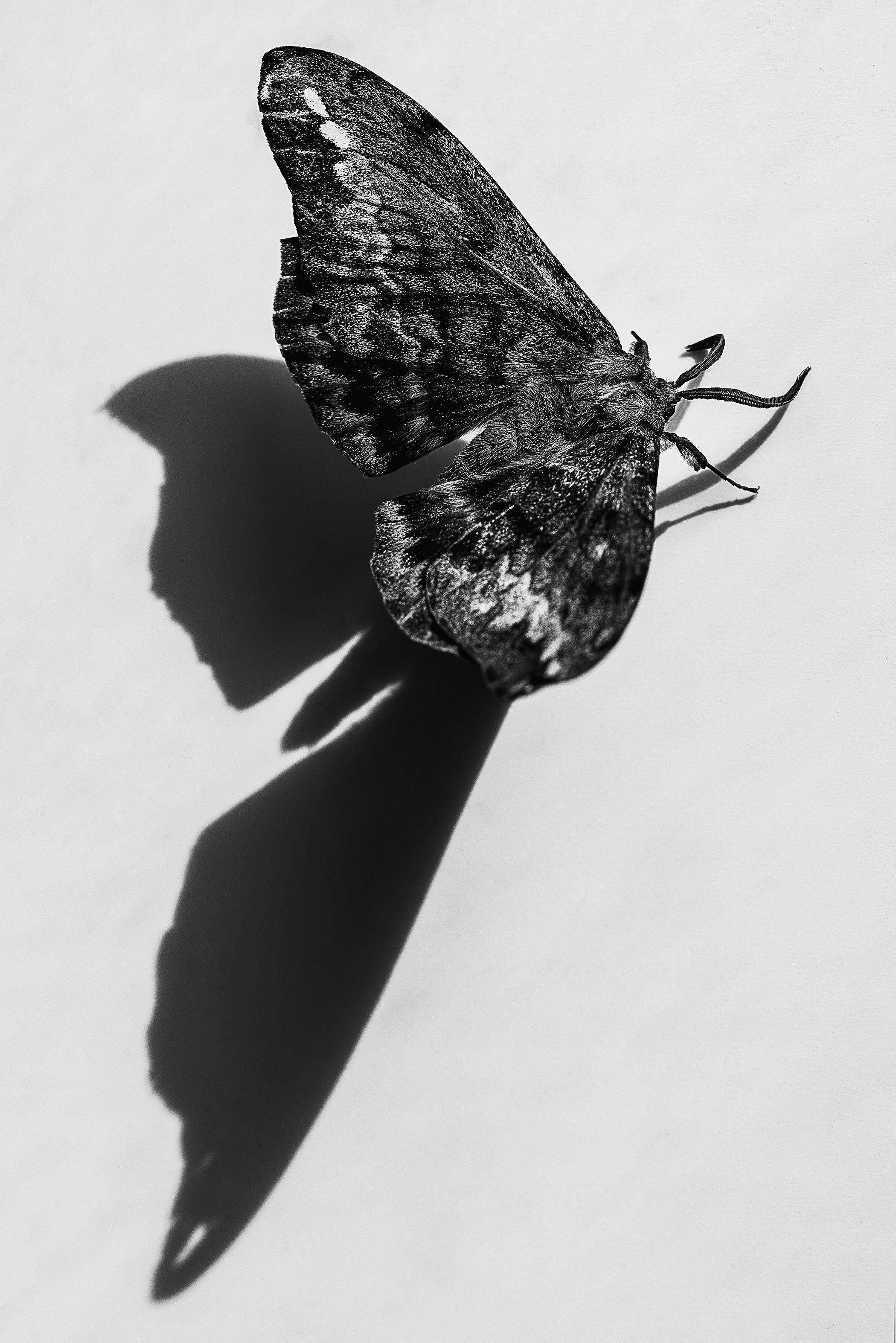 White Stemmed Gum Moth by Katie Turnbull