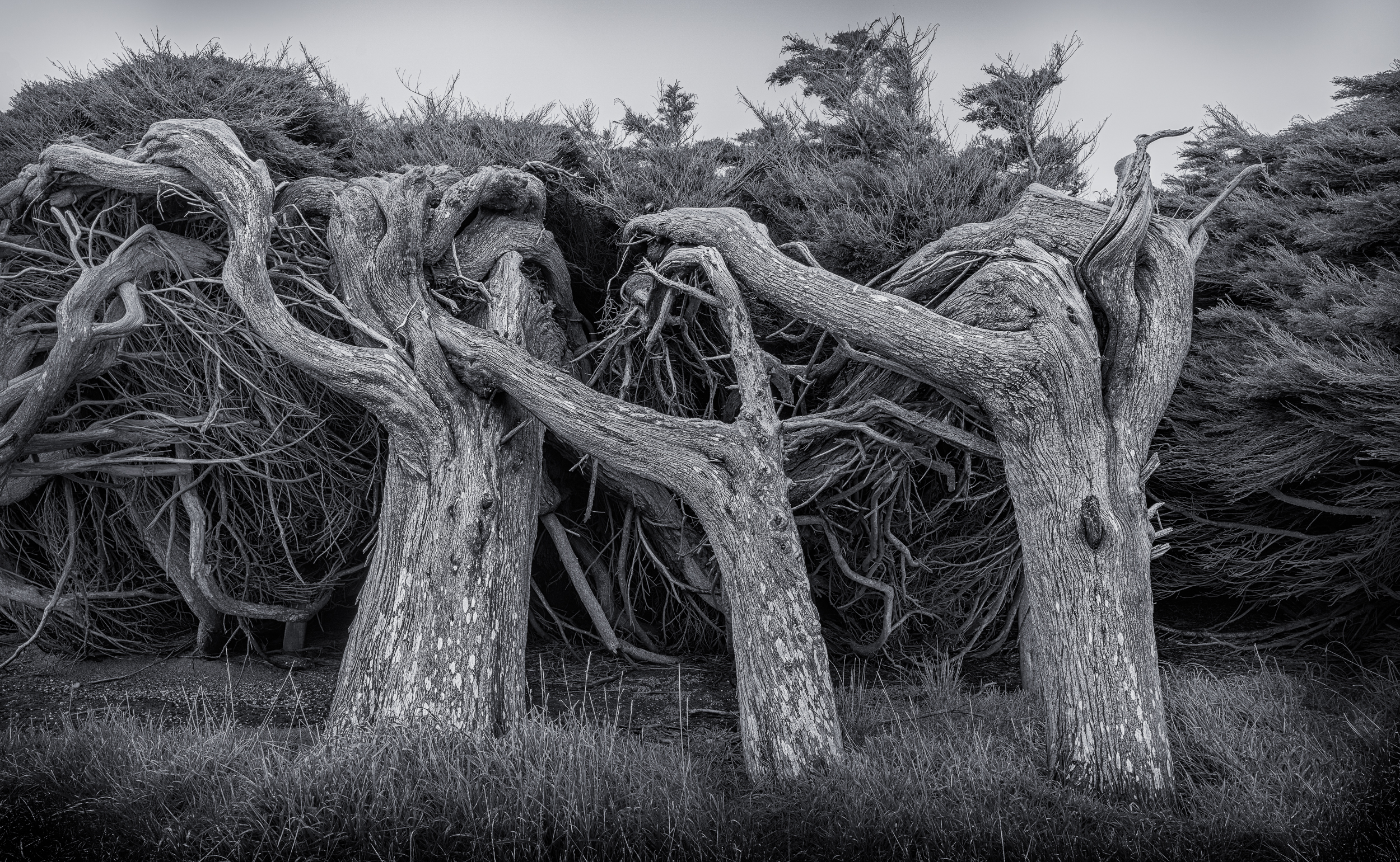 Shared Strength by Erin Jacob