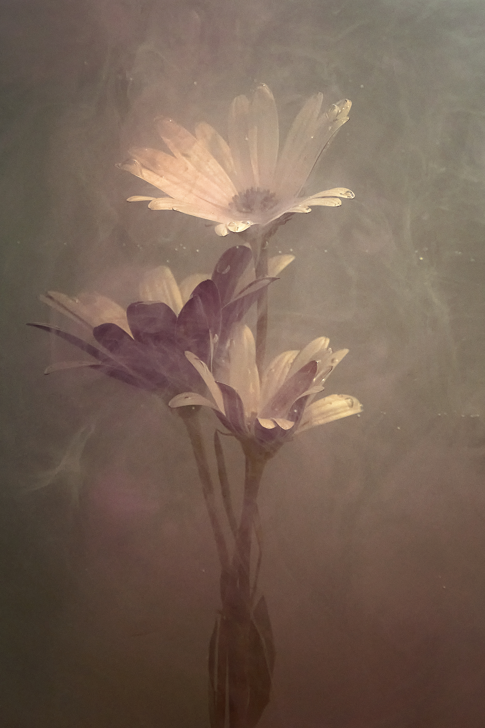 dianne english