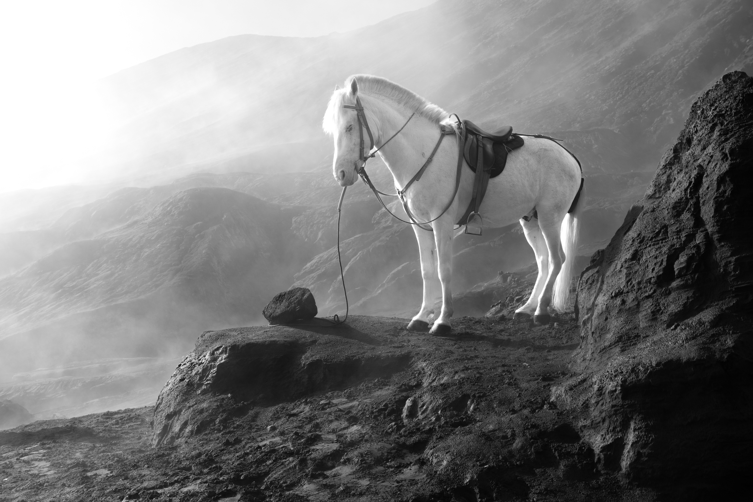 Arion by Ian Callaghan