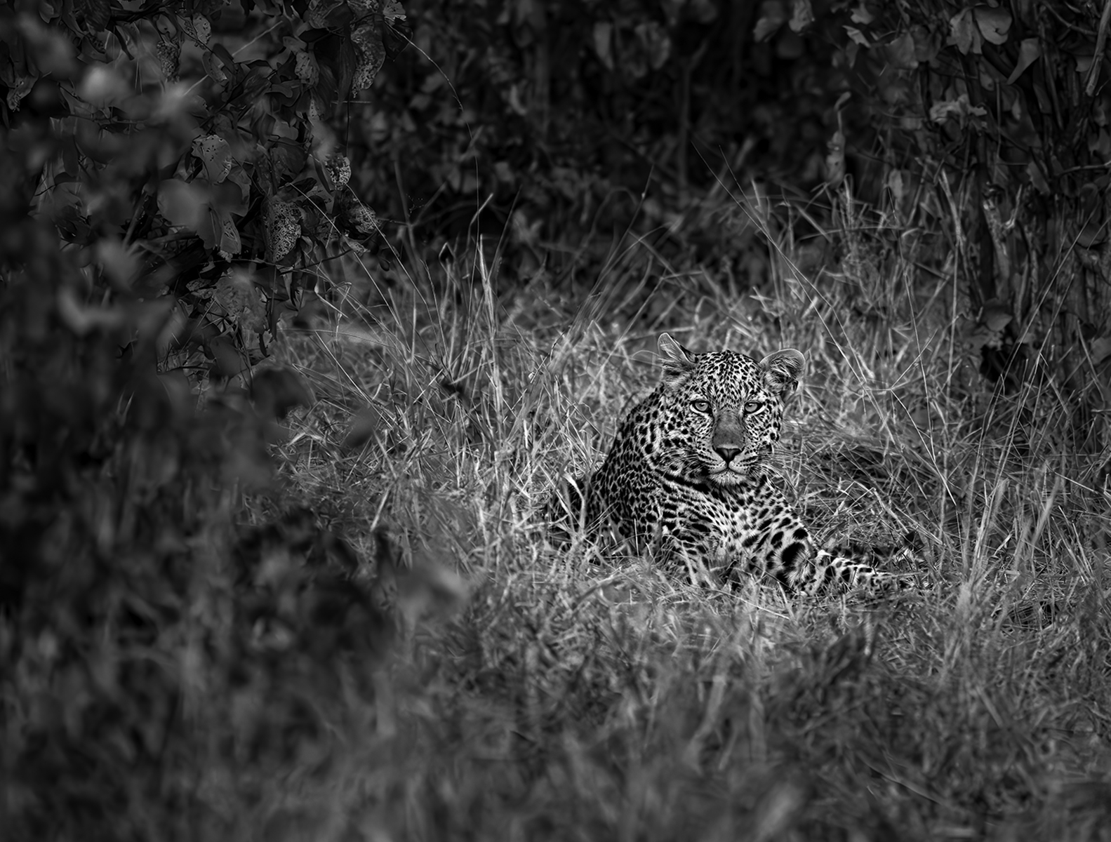 Settled in by John Olewicz