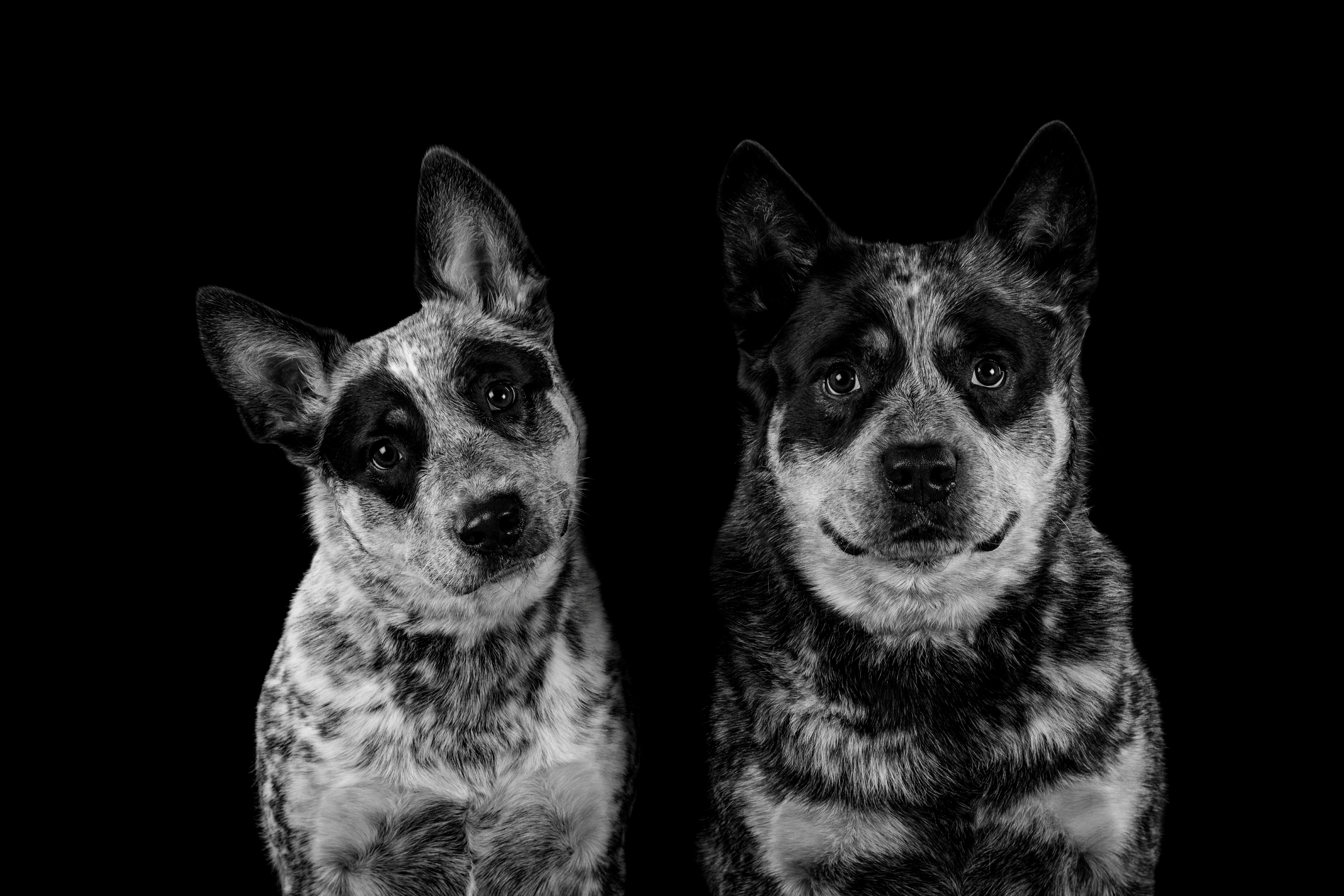 The Usual Suspects by Suzanna Patton