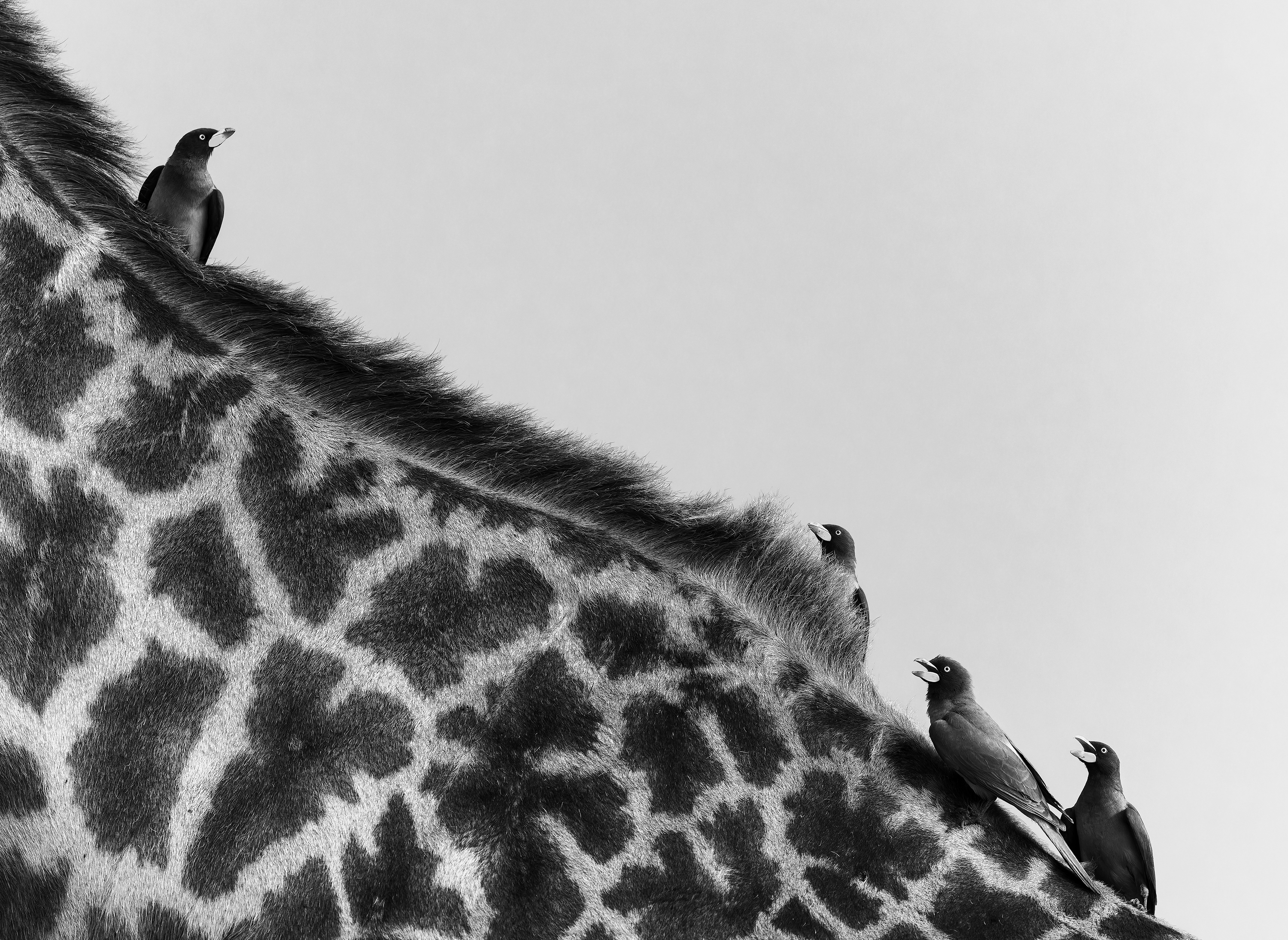 Oxpecker Dialogues by Abhik Basu