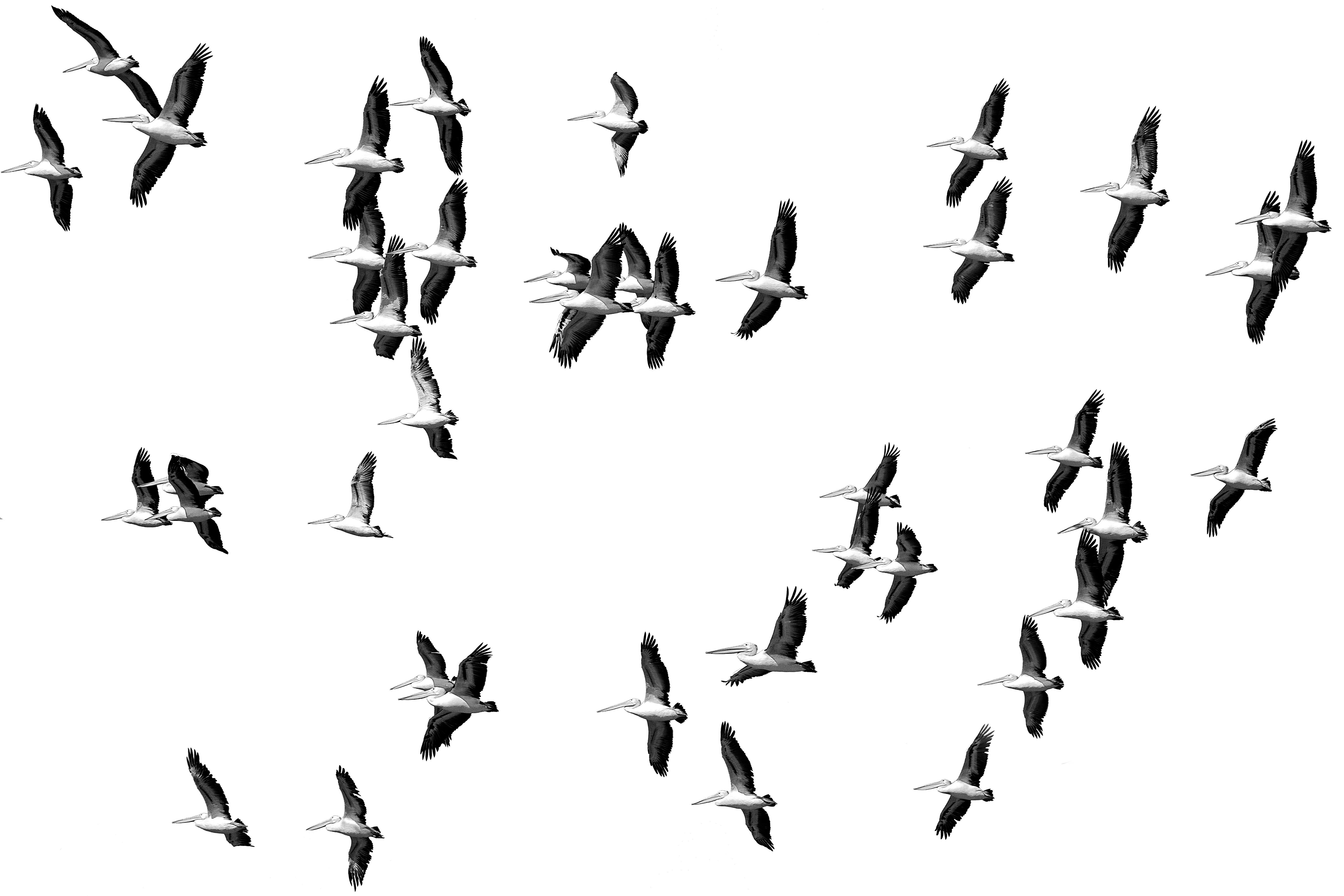 A Pelican Brief by Kerryn Buckley