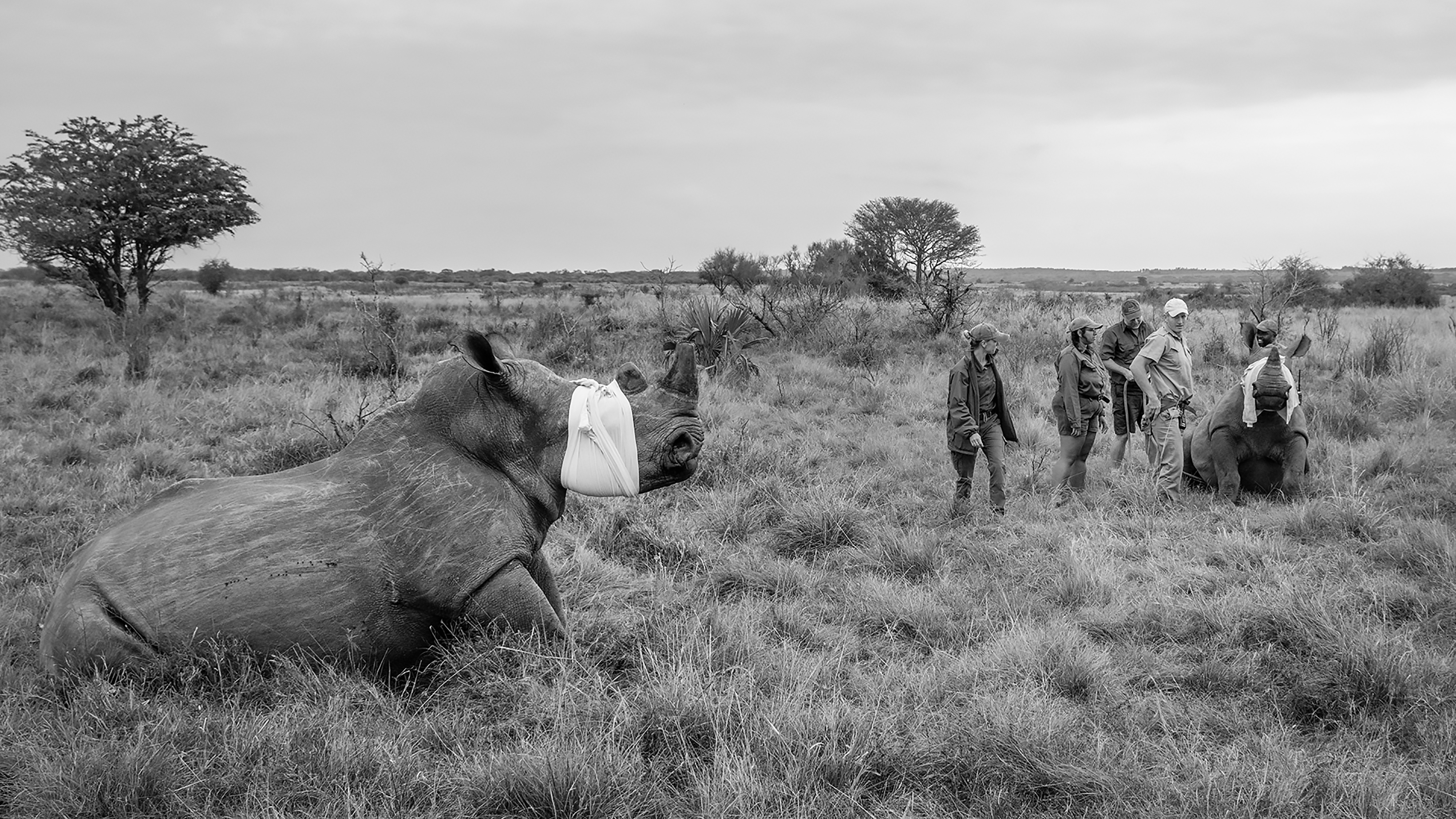 Rhino dehorning, South Africa by Tony Sernack