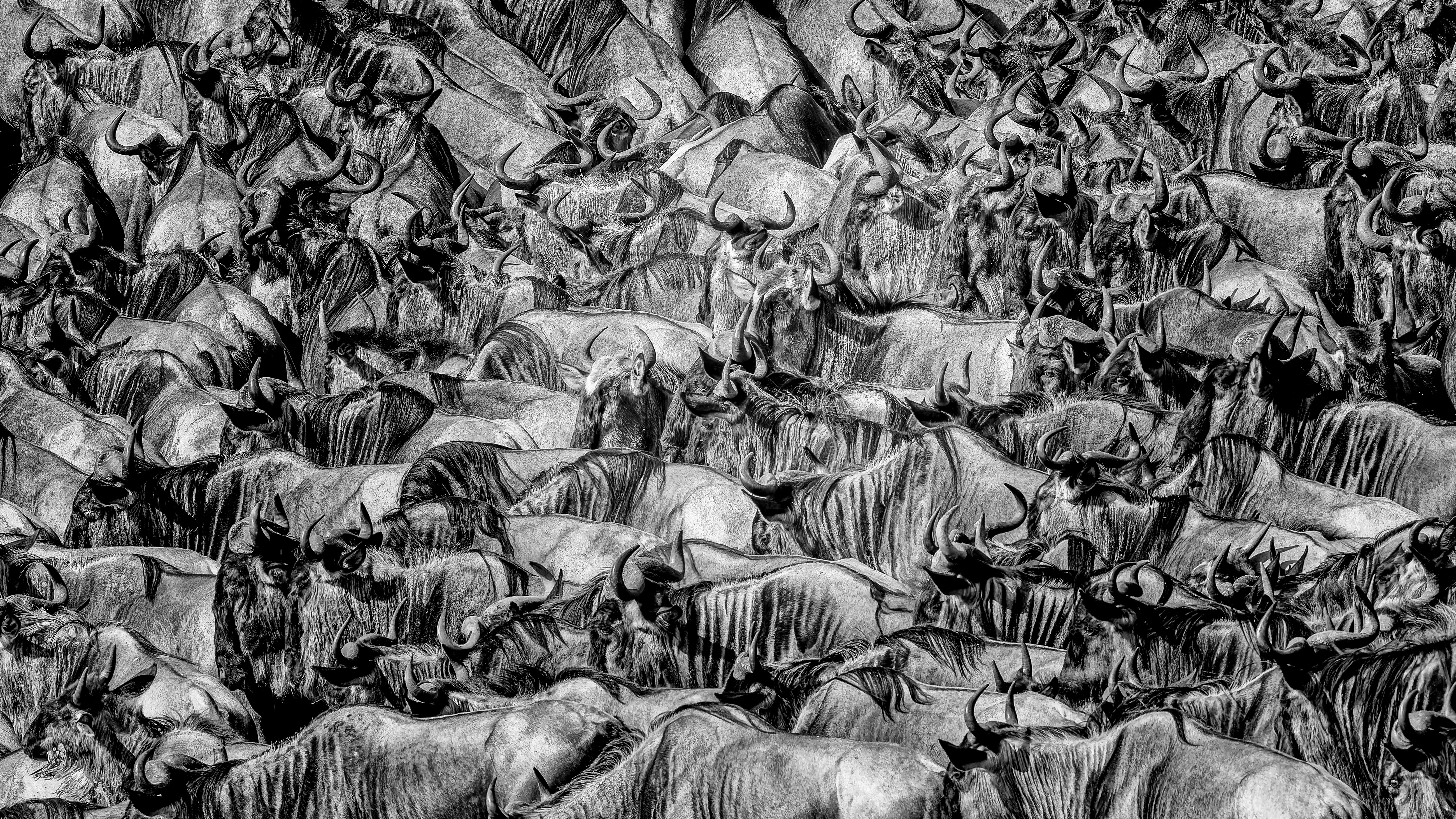 Symphony of Survival by Jayathu Amarasinghe