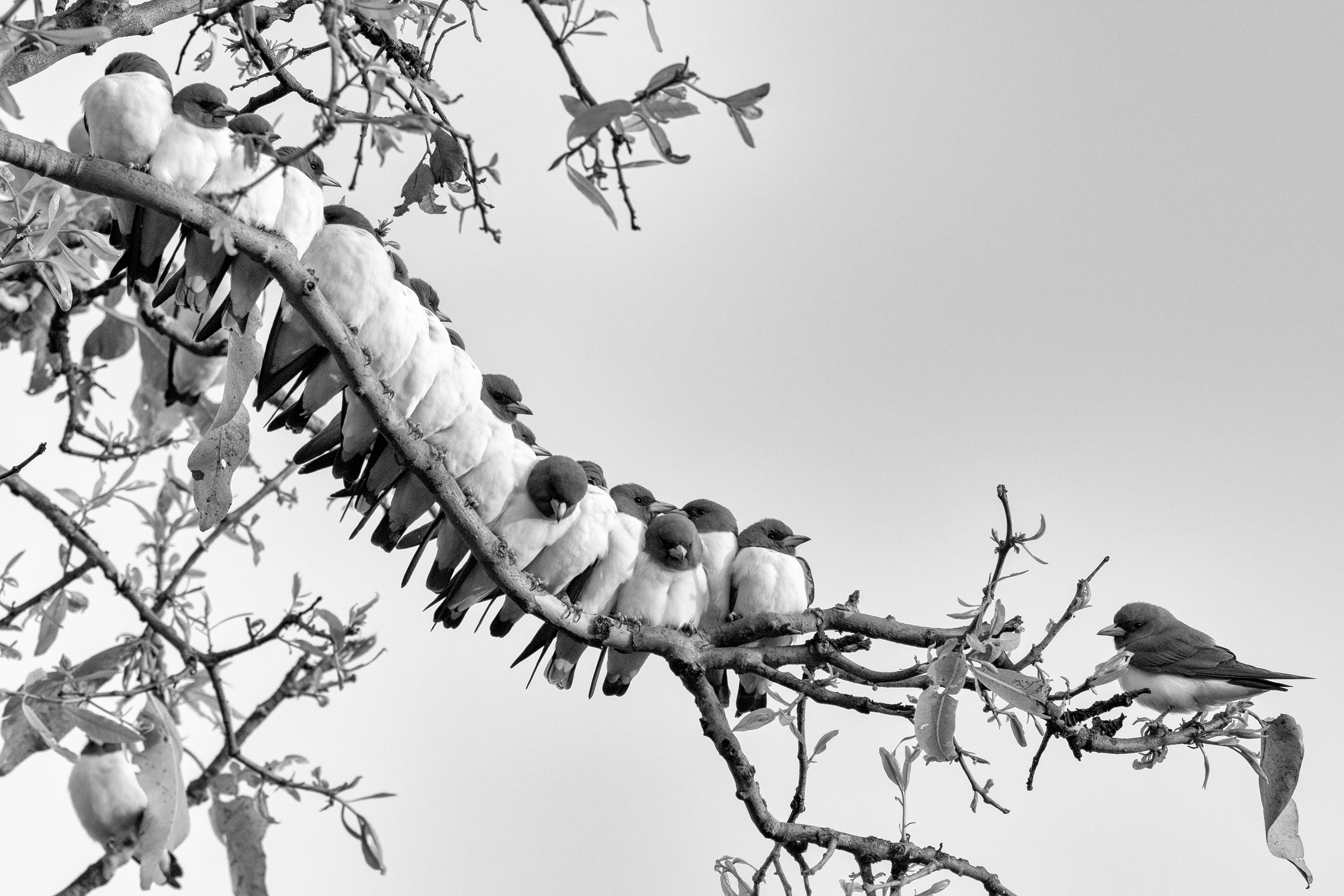 White-breasted Woodswallows by Bronwyn Matthews
