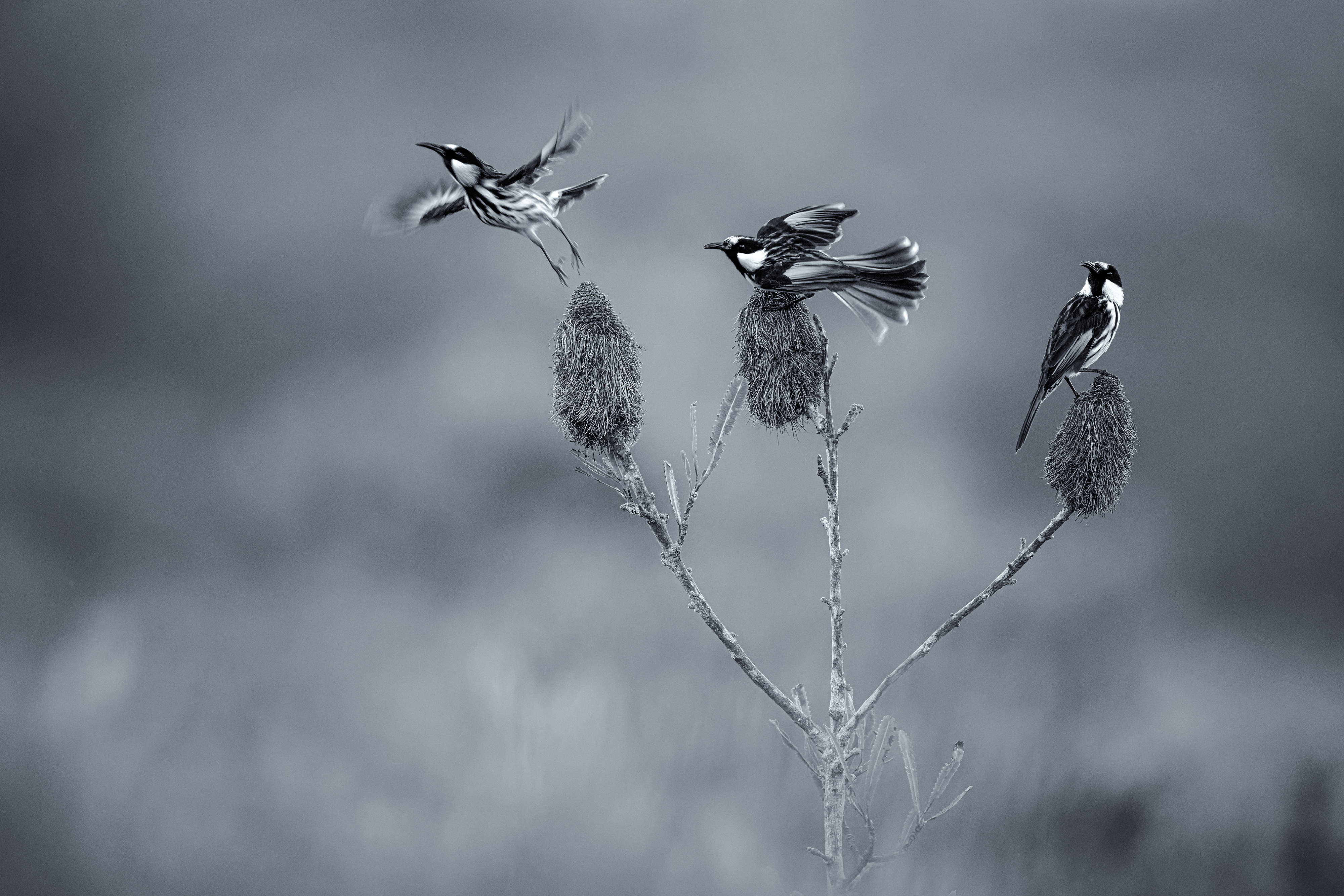 Three of a kind by Richard Shaw