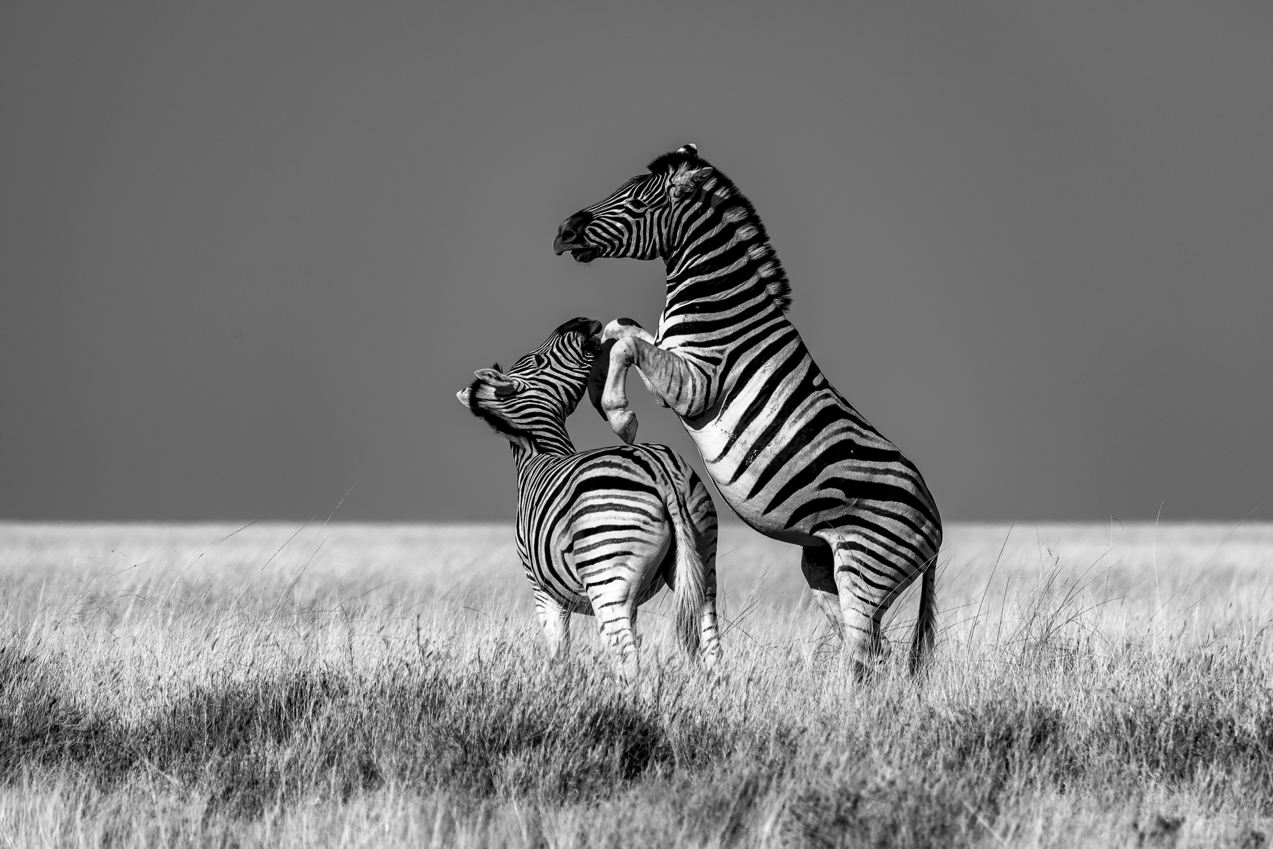 Zebra Clash by Sarsha Rinkovec